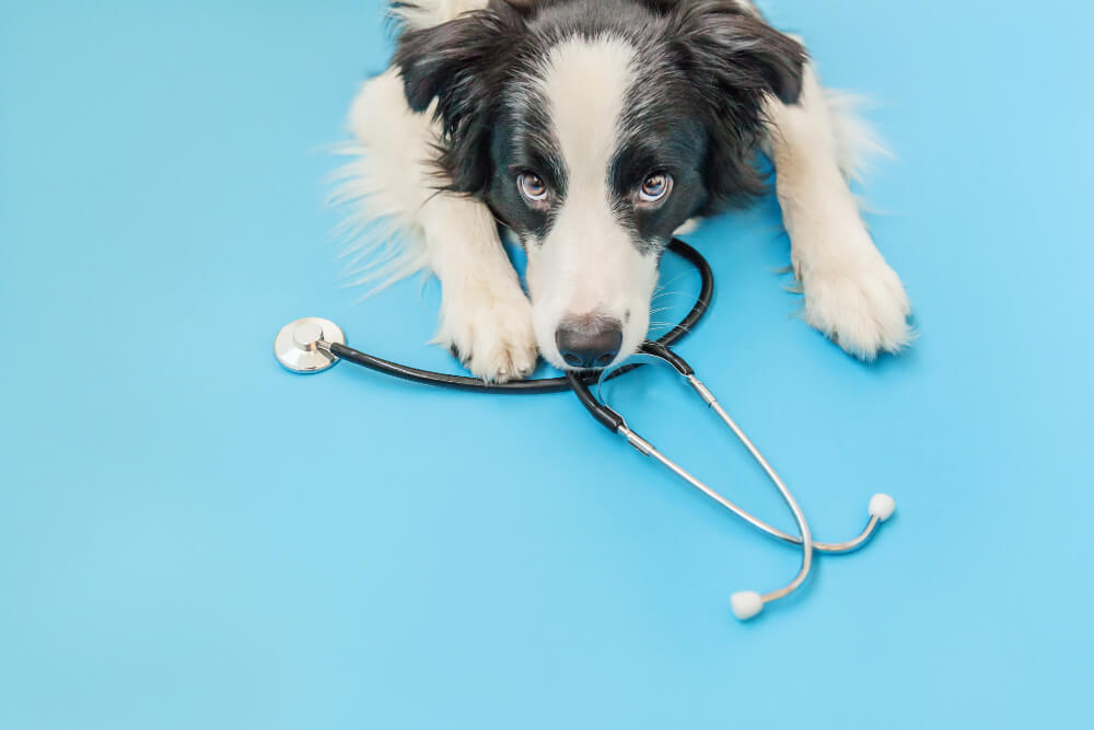 Wellness Exams  Las Vegas, NV 